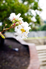 White Flowers