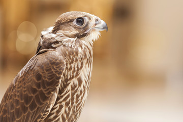 Naklejka premium Closeup portrait of a falcon