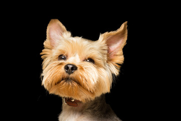 dog breed Yorkshire Terrier after a haircut, a close-up portrait is isolated  a black background