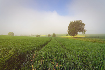 Morgennebel über Feld