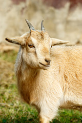 Goat looking the other way.