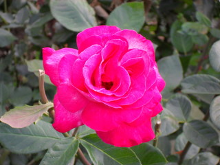 rosa rosa