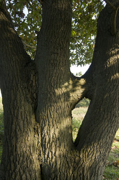 English oak (quercus rober) trunks