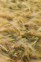 Summer Field of the Barley 
