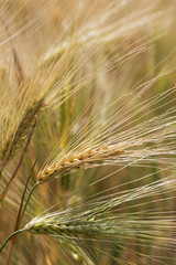 Detail of the Barley Spike