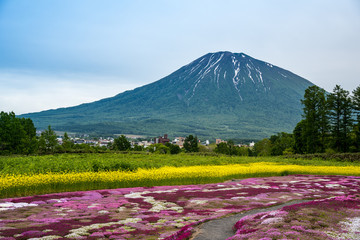 Beautiful view of Mishima's Shibazakura garden and Mount Yotei, Kutchan, Hokkaido Prefecture, Japan