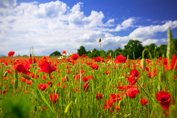 Fototapeta na wymiar Blossom poppy flowers on the meadow