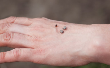 Three ticks sit on a man's hand in nature.