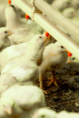 AVICULTURA