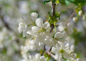white Cherry flowers on the branch tree at the springtime in sunny day