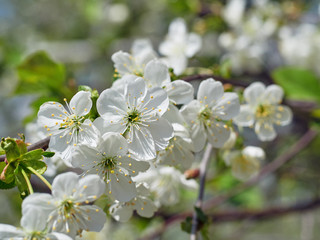 Fototapeta premium white Cherry flowers on the branch tree at the springtime in sunny day