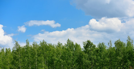 Top of birch trees and sky with clouds