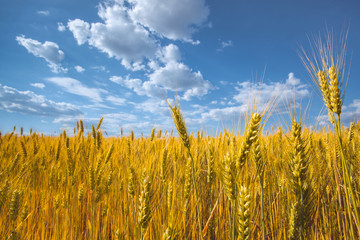 Fototapeta premium Picturesque mature, golden-brown field, yellow wheat at sunset. Grain harvest in summer.