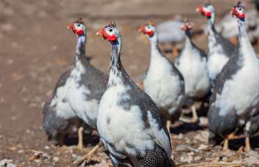adult bird - guineafowl afternoon walks on a pasture in the aviary on the farm. Breeding animals at home.