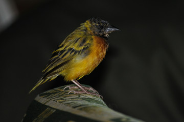 Cheeky Finch