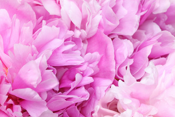 シャクヤクのクローズアップ