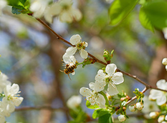 Honey Bee harvesting pollen from Cherry Blossom,bee collecting nectar from white cherry flower