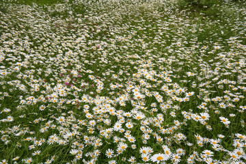 White Daisies Field