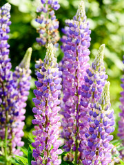 Lupinen in einem Garten