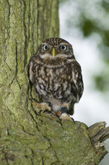 LIttle owl (athena noctua) sitting on branch on tree
