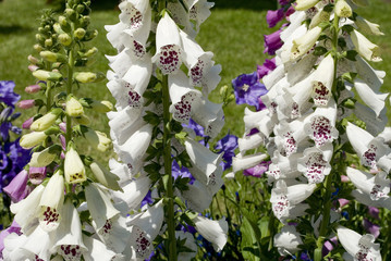 Close-up of digitalis purpurea plants with white flowers. Digitalis is a herbaceous genus of the...