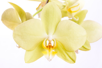 Fototapeta na wymiar Gelbe Phalaenopsis Orchidee