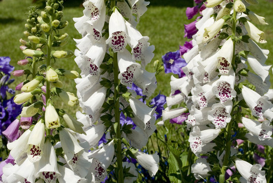 Close-up of digitalis purpurea plants with white flowers. Digitalis is a herbaceous genus of the Scrophulariaceae family, photographed in a flower market in italy.