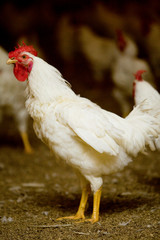 AVICULTURA