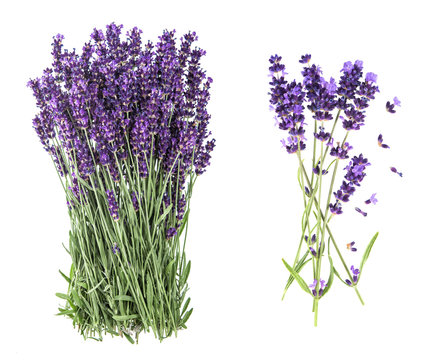 Fototapeta Lavender flowers isolated white background
