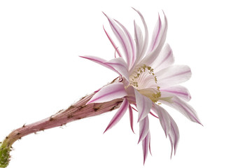 Beautiful soft pink cactus flower, isolated on white background