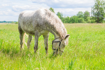 Obraz premium Белая лошадь