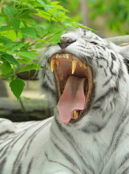 White tiger or bleached tiger. Teeth and canines 