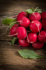 Large bunch of fresh radish.