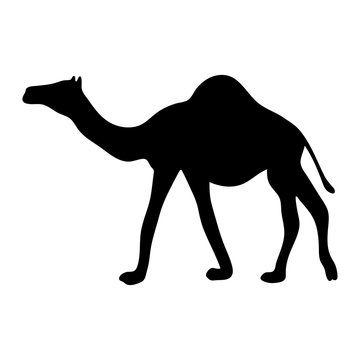 Black silhouette of a camel on a white background