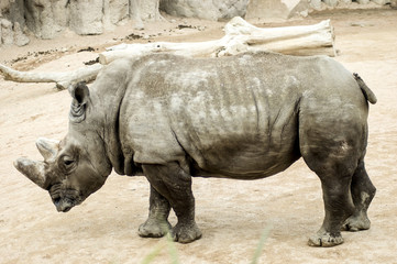 Naklejka premium white rhinoceros