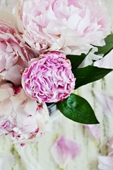 Obraz premium Peony Flowers on the light background