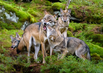 Naklejka na ściany i meble Alaska wolf pack (Canis lupus) 
