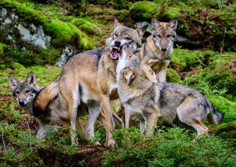 Alaska wolf pack (Canis lupus)	