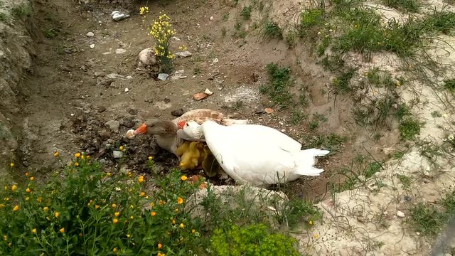 sahiplenmiş koruyucu anne baba kaz