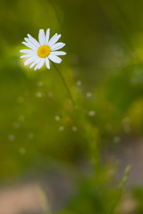 Дачные цветы