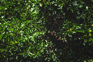 Dense foliage of bushes or trees in the park. Green bush background
