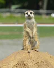 Fototapeta premium Meerkat (Suricata suricatta)