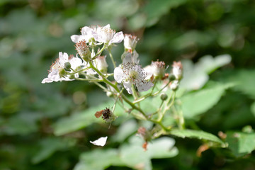 Brombeerblüten
