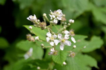 Brombeerblüten