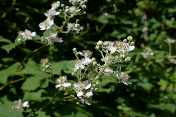 Brombeerblüten