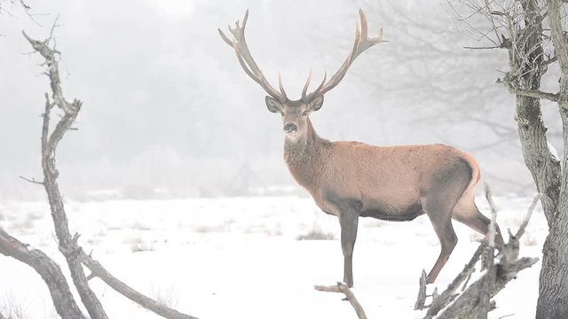 Stag during the winter season