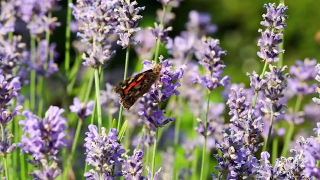 Butterfly in the lavender field, pollinating flowers in the summer