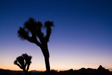 Fototapeta premium Joshua Tree Sunset