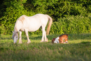 White mare and foal on the meadow