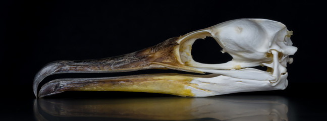 Schädel eines Kormoran (Phalacrocorax carbo)